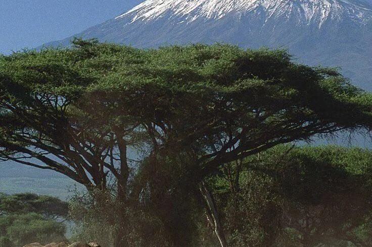 amboseli