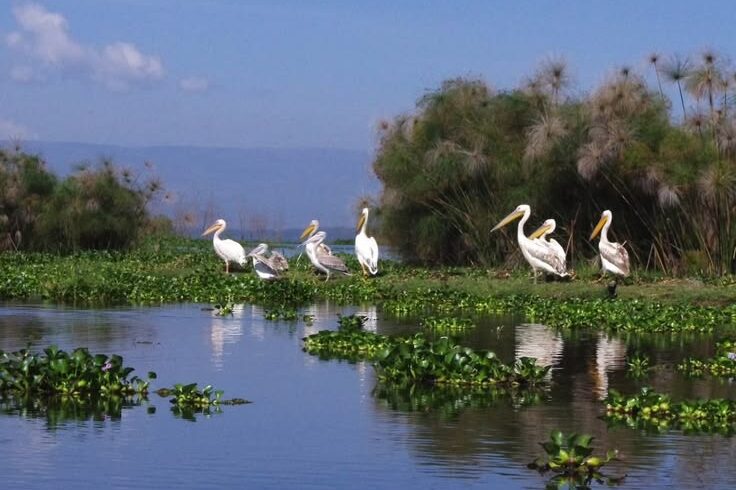 l naivasha